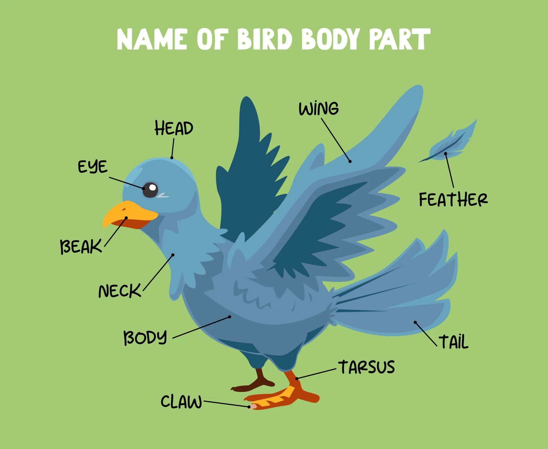 Body bird