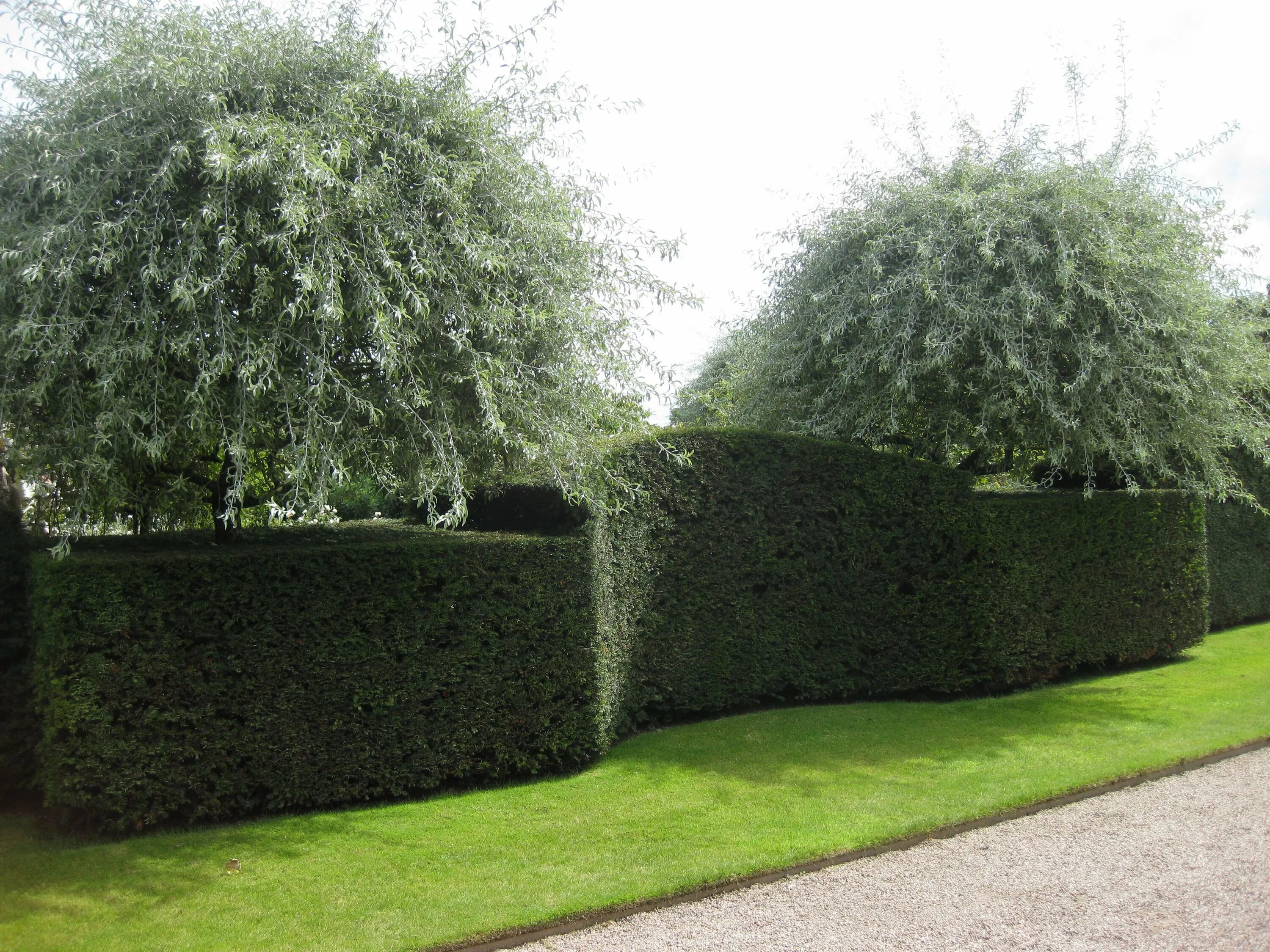 Кусты бродили. Кусты бродили. Топиар туи брабант. Лесной подлесок бузины. Живая изгородь ива булата.