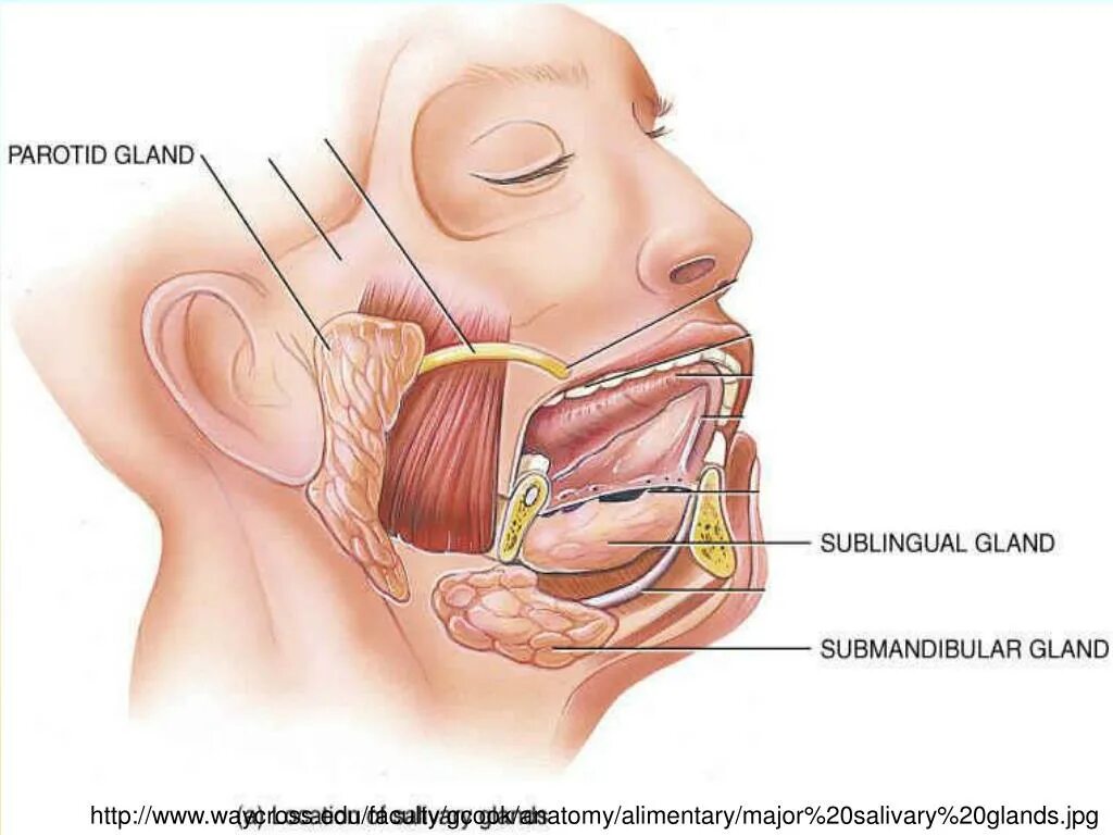 Откуда слюна. Проток поднижнечелюстной слюнной железы. Ротовая полость анатомия слюнные железы. Слюнные железы расположение анатомия. Подъязычная слюнная железа.