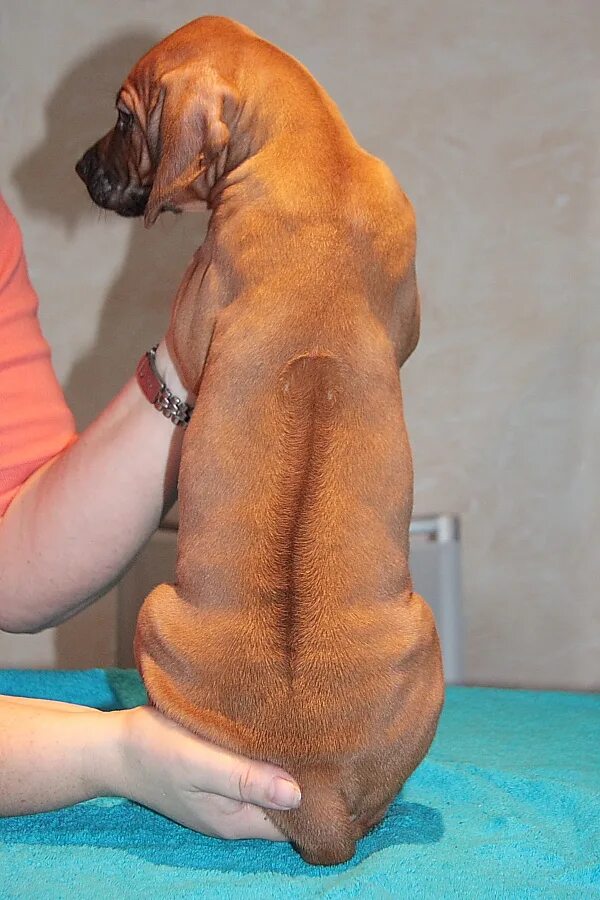 Синдром кушинга у собак облысение. У собаки растет шерсть. У собаки растет шерсть. У собаки растет шерсть. Толстый пудель.