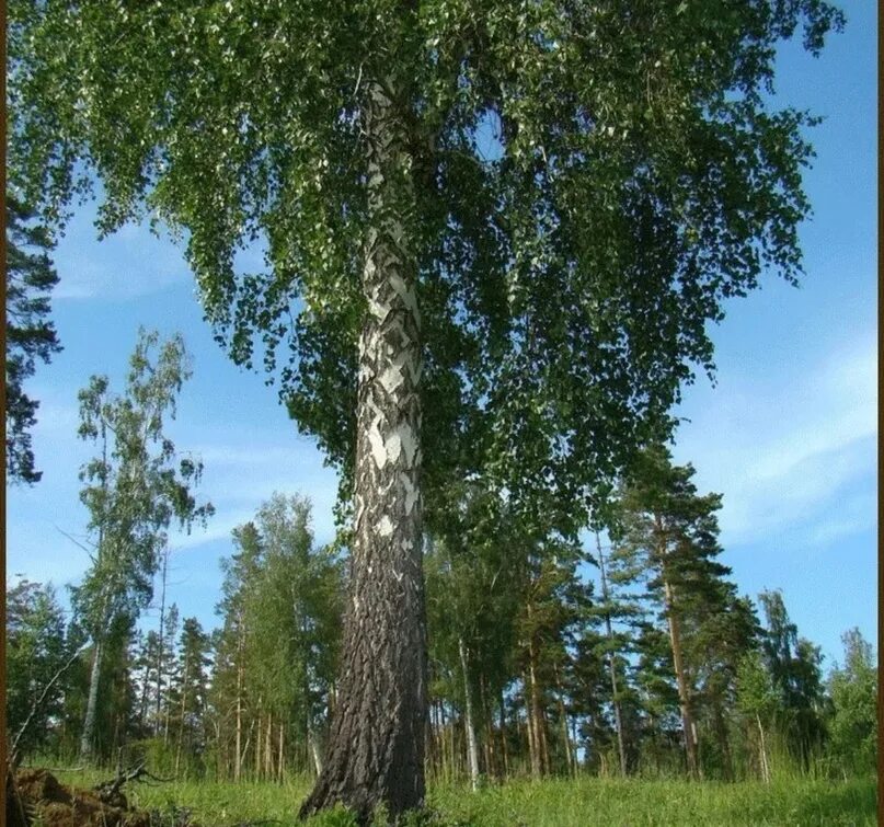 7 берез. Береза белокорая. россия русь березки тополя. русские березы. береза высокая.