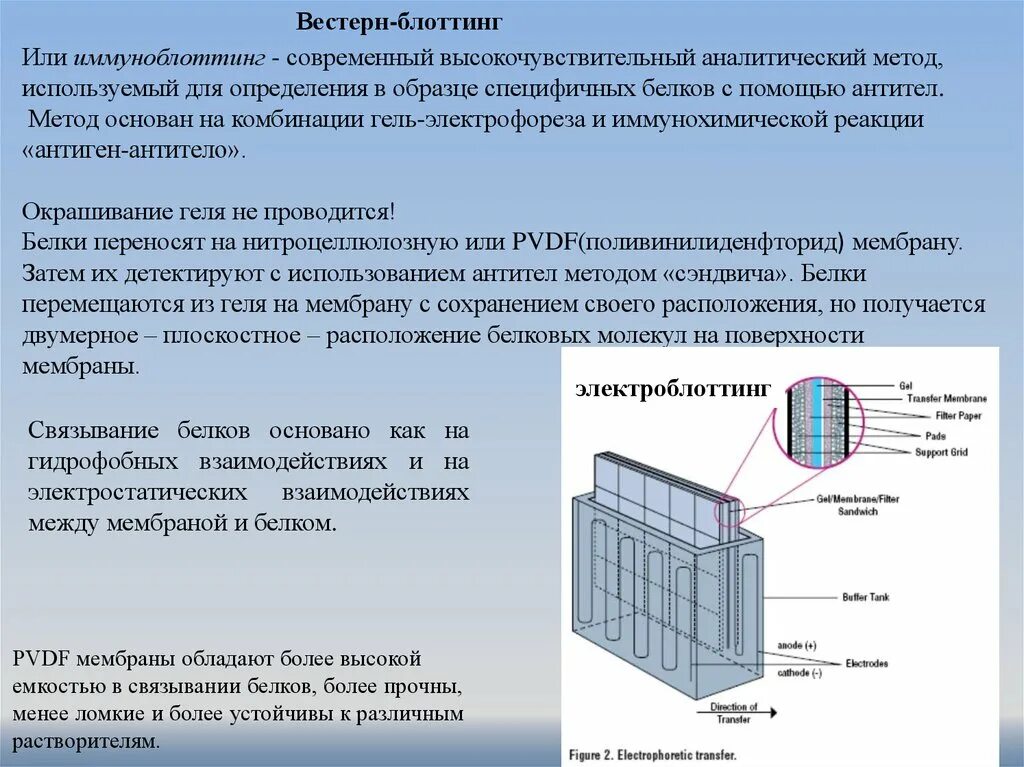 Иммунный блоттинг. Электрофорез блоттинг. Вестерн блоттинг. Метод вестерн Блот. Вестерн-блоттинг анализ.