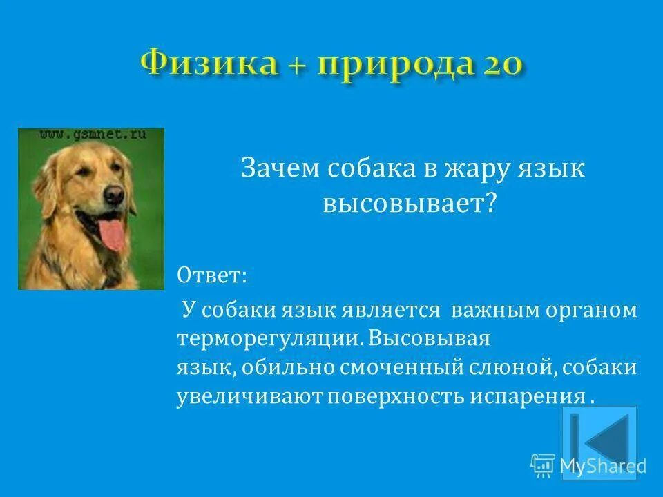 Слюноотделение у собаки причины. Собака с высунутым языком. Зачем собаки высовывают язык. Почему в жару собака высовывает язык. Почему в жару собака высовывает язык физика.