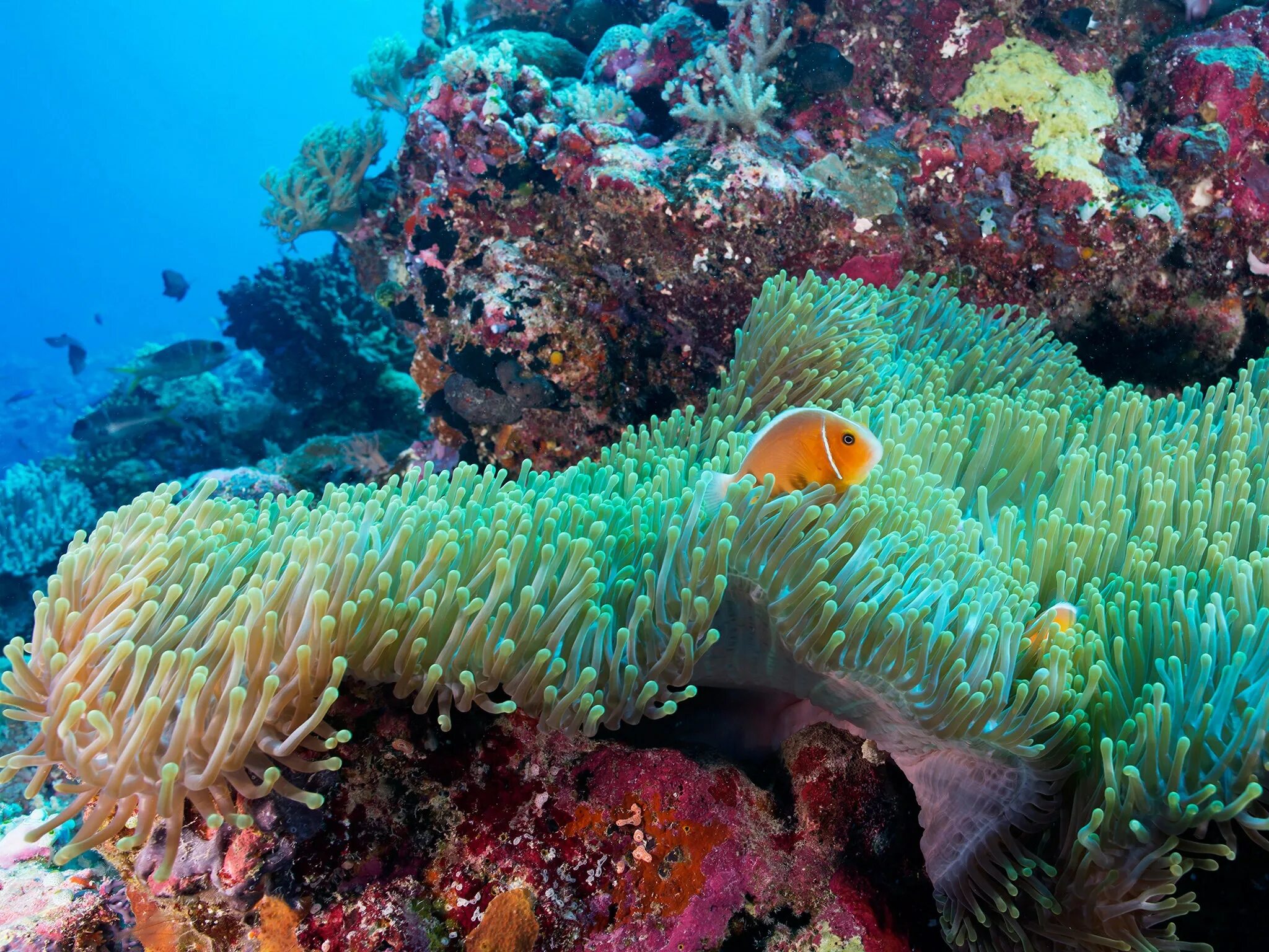 Great coral reef. Большой Барьерный риф Австралия. Коралловый риф в Австралии. Морской парк большого барьерного рифа. Австралия Барьерный риф кораллы.