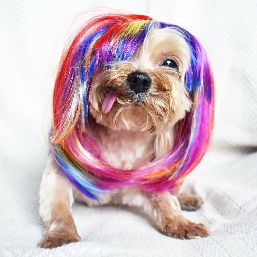 Кавалер кинг чарльз спаниель. Шпиц померанский карликовый. Мальтийская болонка мальтипу. Маленькая собака. Мальтипу карликовый.