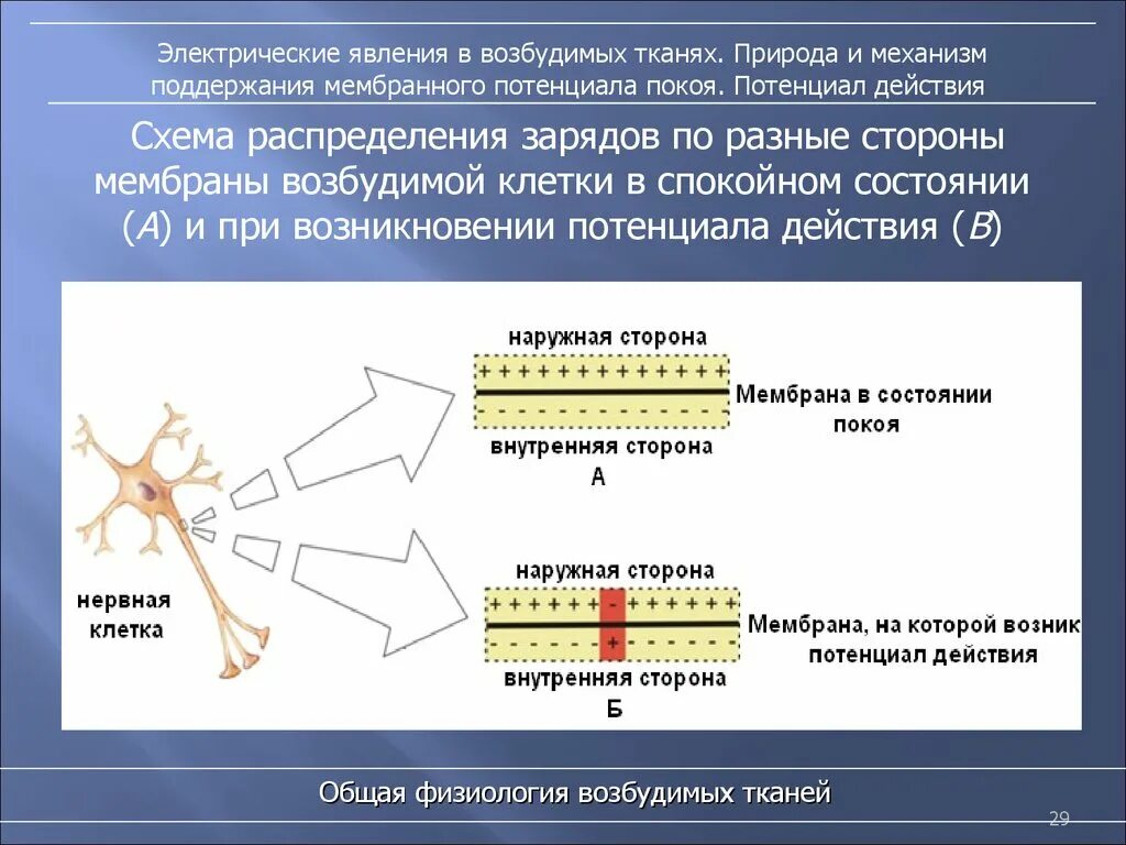 Потенциал мембраны клетки. Заряд мембраны клетки возбудимых тканей. Мембранный потенциал нервной клетки. Мембранный потенциал клетки.