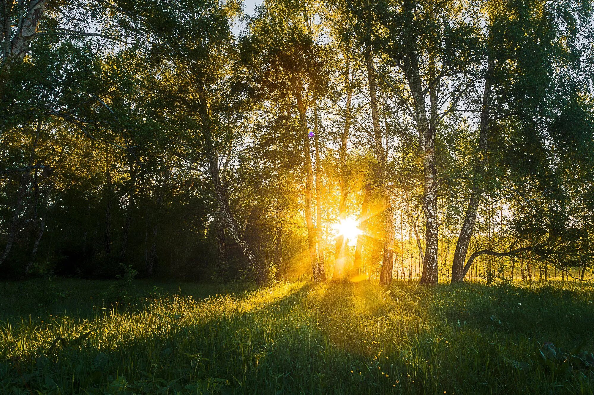 Песни ранним солнечным. Природа солнце. "Солнце в лесу". Рассвет солнца. Лето солнце.