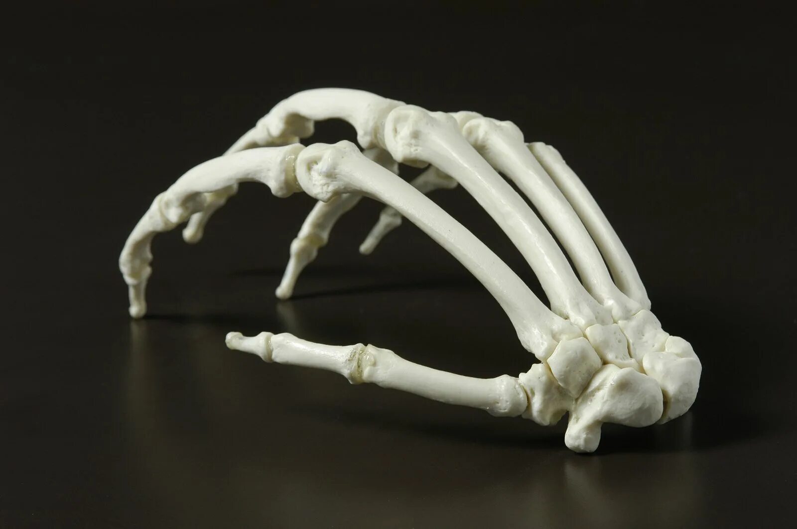 Скелет кисти. Скелет руки. Пальцы скелета. Кисть руки скелет. Hand bone