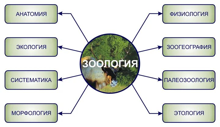 Виды зоологов. Биология Зоология. Что изучает Зоология. Науки о животных. Биологические дисциплины.