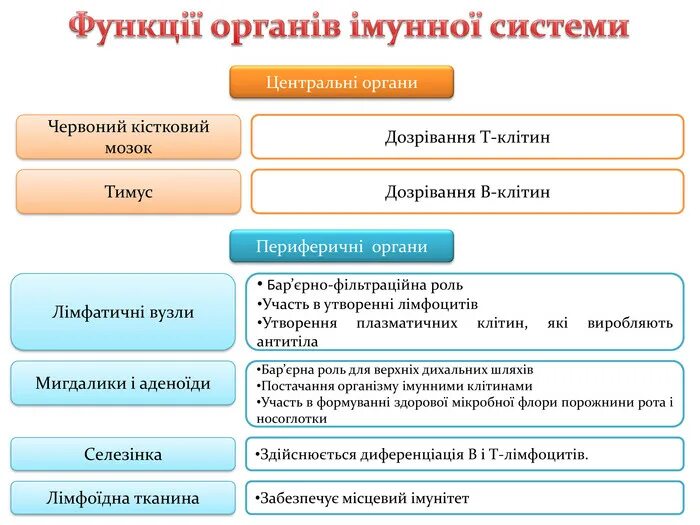 Органы иммунной системы и их функции. Органы иммунной системы центральные и периферические таблица. таблица системы органов иммунная система. строение и функции центральных органов иммунной системы. центральные и периферические органы иммунитета и их функции.