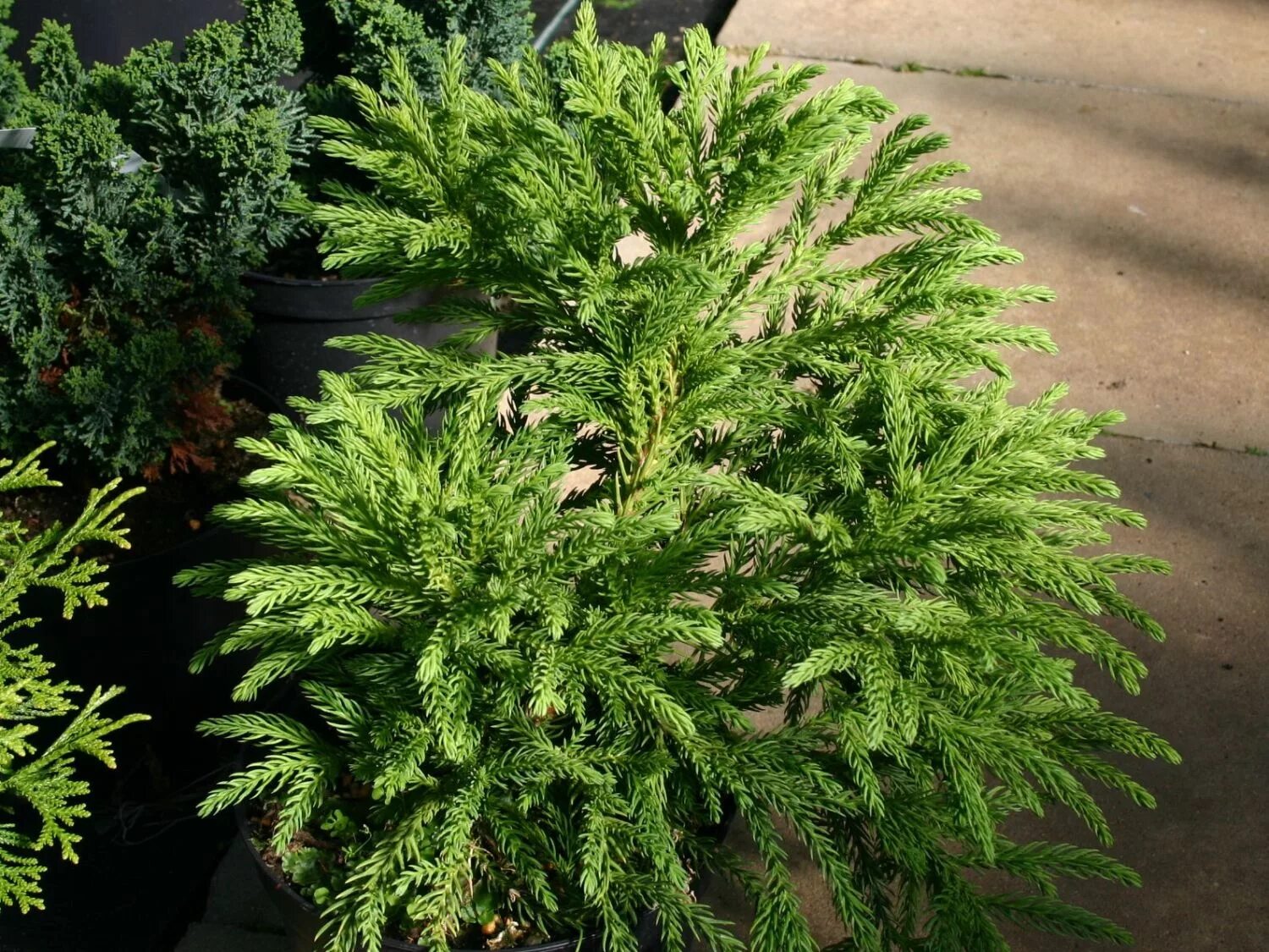 Криптомерия элеганс виридис. Криптомерия японская глобоза. Криптомерия японская elegans viridis. Криптомерия японская compacta. Криптомерия японская элеганс.