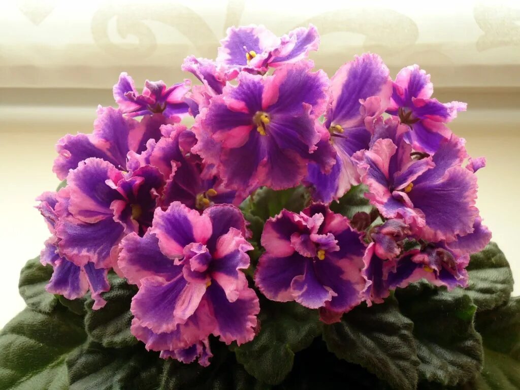 Фиалка химера parker. Узамбарская фиалка. Фиалка сенполия. Фиалки любителей. Фиалка королевский сапфир.