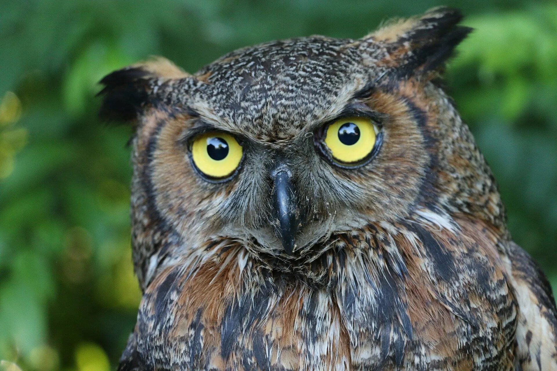 Виргинский Филин (Bubo virginianus). Капский Филин. Большая рогатая Сова Бубо-Бубо. Большая Сова. Самые большие совы филины