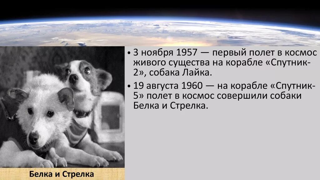 Кто второй полетел в. Ккто первый полител в космас. Первые собаки в космосе. Собака лайка в космосе 1957. Кто первый полетел в космос.