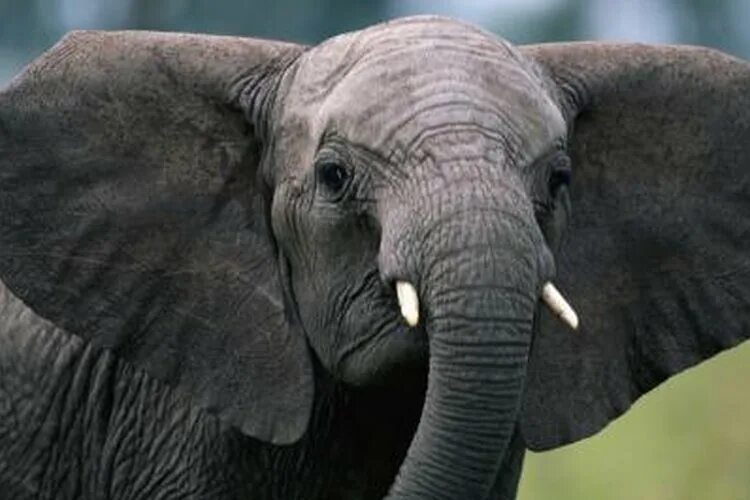Elephant pet. Уши слона. Брови у слона. Уши слона фото. Человек с ушами слона.