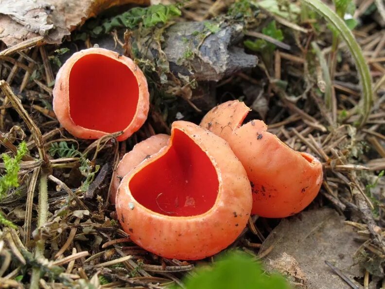 Красный гриб саркосцифа. Весенние грибы саркосцифа. Саркосыпа австрийская. Саркосцифы грибы. Саркосцифы грибы.