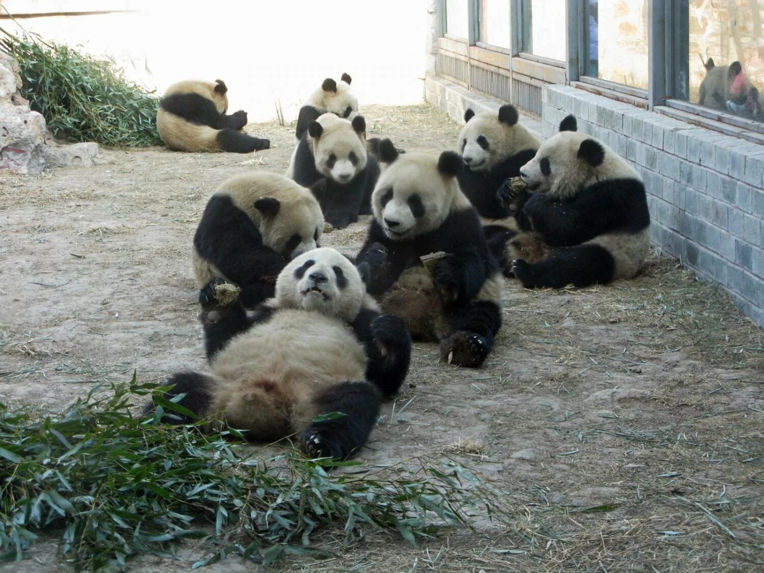 панда в китайском зоопарке. панды в китае в зоопарке. центр большой панды в чэнду. зоопарк панд в китае. чэнду панда парк.
