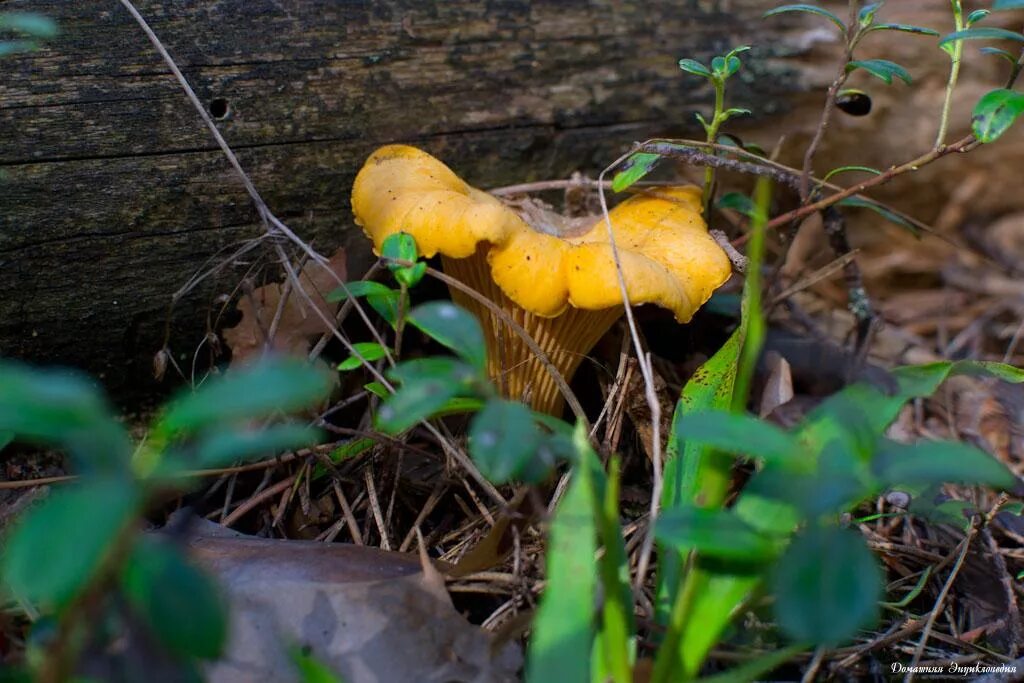грибы петушки и лисички. Cantharellus cibarius - лисичка. лисички петушки. ложная лисичка гриб. грибы лисички и курочки.