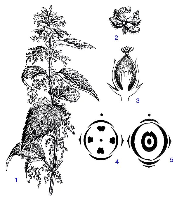 Диаграмма цветка хвойных растений. Крапива двудомная диаграмма. Диаграмма цветка крапивы. Яснотка белая формула цветка. Крапива двудомная диаграмма цветка.