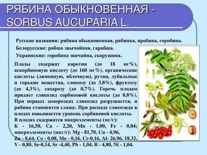 Описание плода рябины