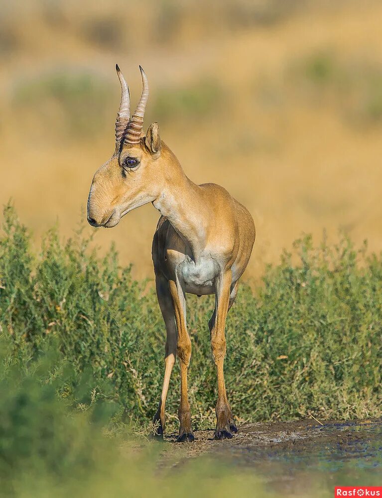 Сайгак моргач. Символом какого заповедника является антилопа сайгак. Символом какого заповедника является антилопа сайгак. Сайга парнокопытные. Сайга антилопа.