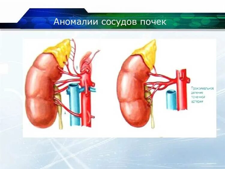 Кровоснабжение почки анатомия артерии. Почечная вена анатомия. Сосуды почки анатомия. Сосудистая почка. Сосудистая почка.