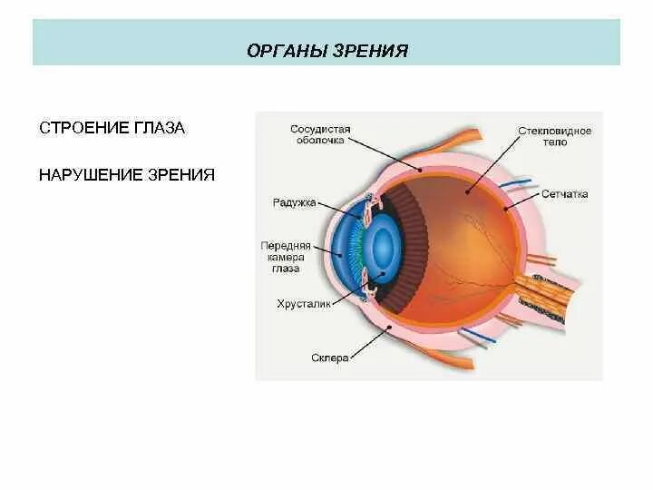 Практическая работа изучение строения органа зрения. Внешнее строение глаза. Строение органа зрения. Орган зрения строение глаза. Строение глаза анатомия.
