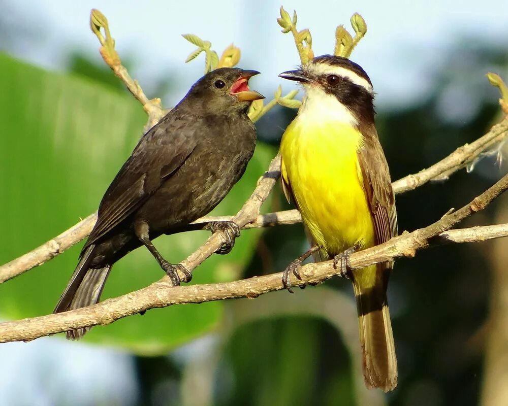 Shining bird. Тиранновые птицы. Питанга. Большая Питанга. Saurophagus sulphuratus.