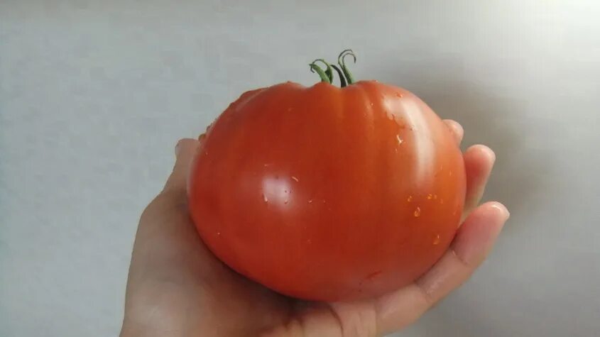 томат сердце альбенга. томат сердце пармы. томат сердце марши фото. помидоры rosie oxheart. томат сердце пармы.