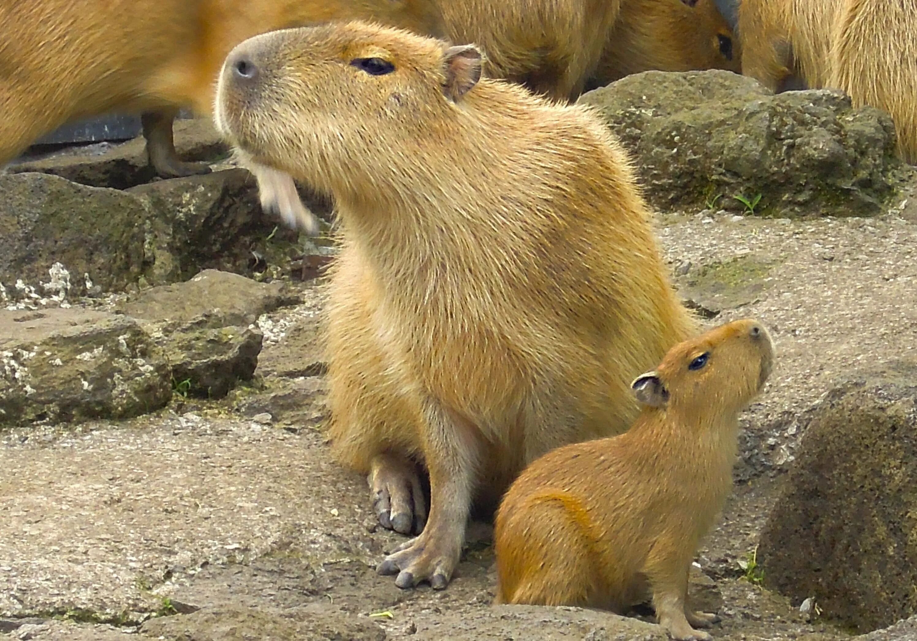 Capybara go