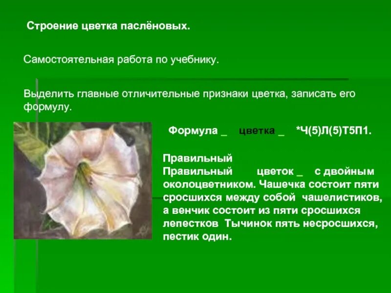 Формулу цветка ч5л5т5п1 имеют. Строение пасленовых цветков. Семейство Пасленовые строение цветка. Формула цветка пасленовых. Околоцветник пасленовых растений.