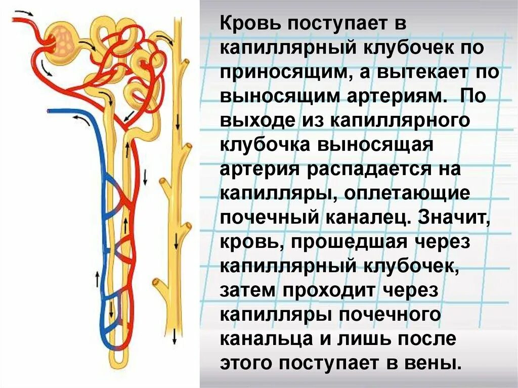 В капиллярный почечный клубочек поступает кровь. Капилляры клубочка нефрона. Капиллярный клубочек почки. Из капиллярного клубочка почки кровь поступает в. Моча из капсулы нефрона поступает