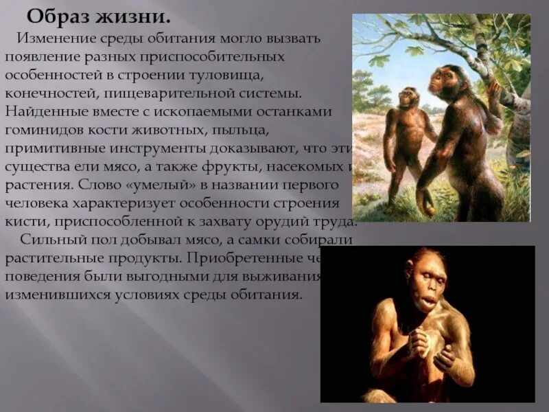 Человек умелый. Человек умелый образ. Человек умелый внешний вид. Homo habilis образ жизни.