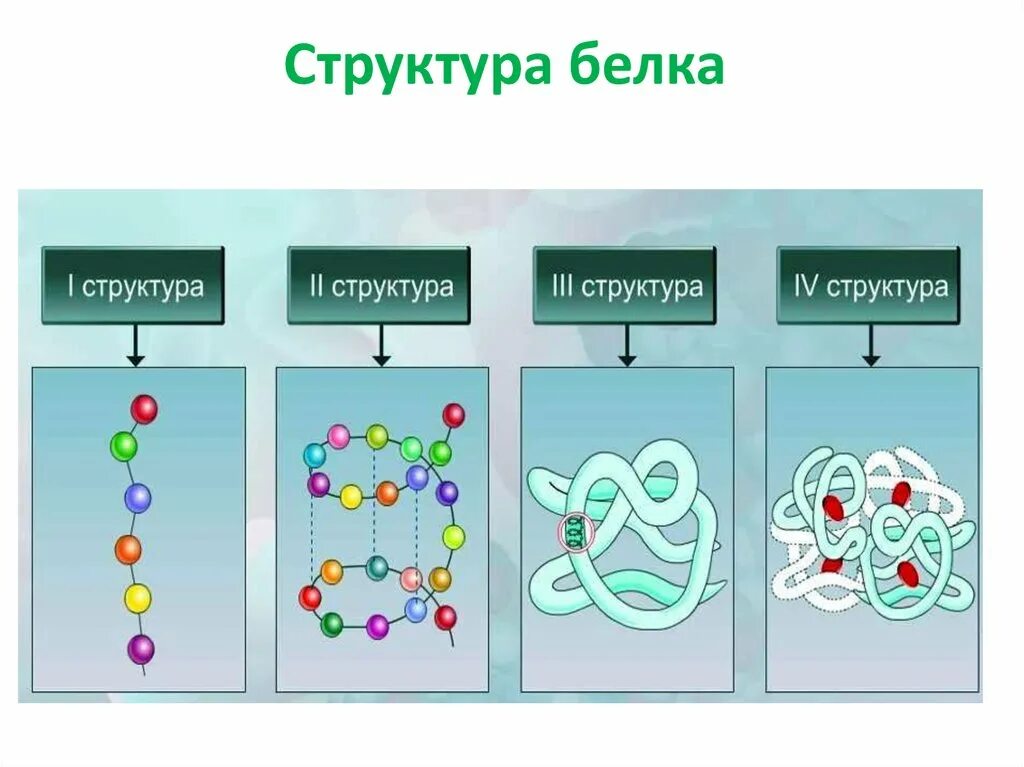 Белки огэ биология. Форма молекулы первичной структуры белка. Строение белковых молекул химия. Структура белка биология 9 класс. Белок химия строение.