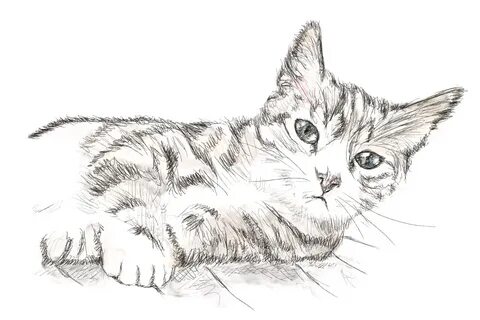 Белый кот рисовать