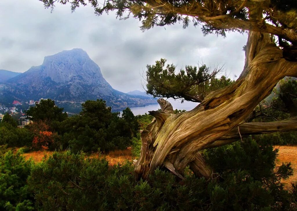 Новый свет крым можжевеловая роща. Можжевеловая роща новый свет тропа. Судак мыс капчик. Сукко можжевеловая роща. Новый свет можжевеловая можжевеловая роща.