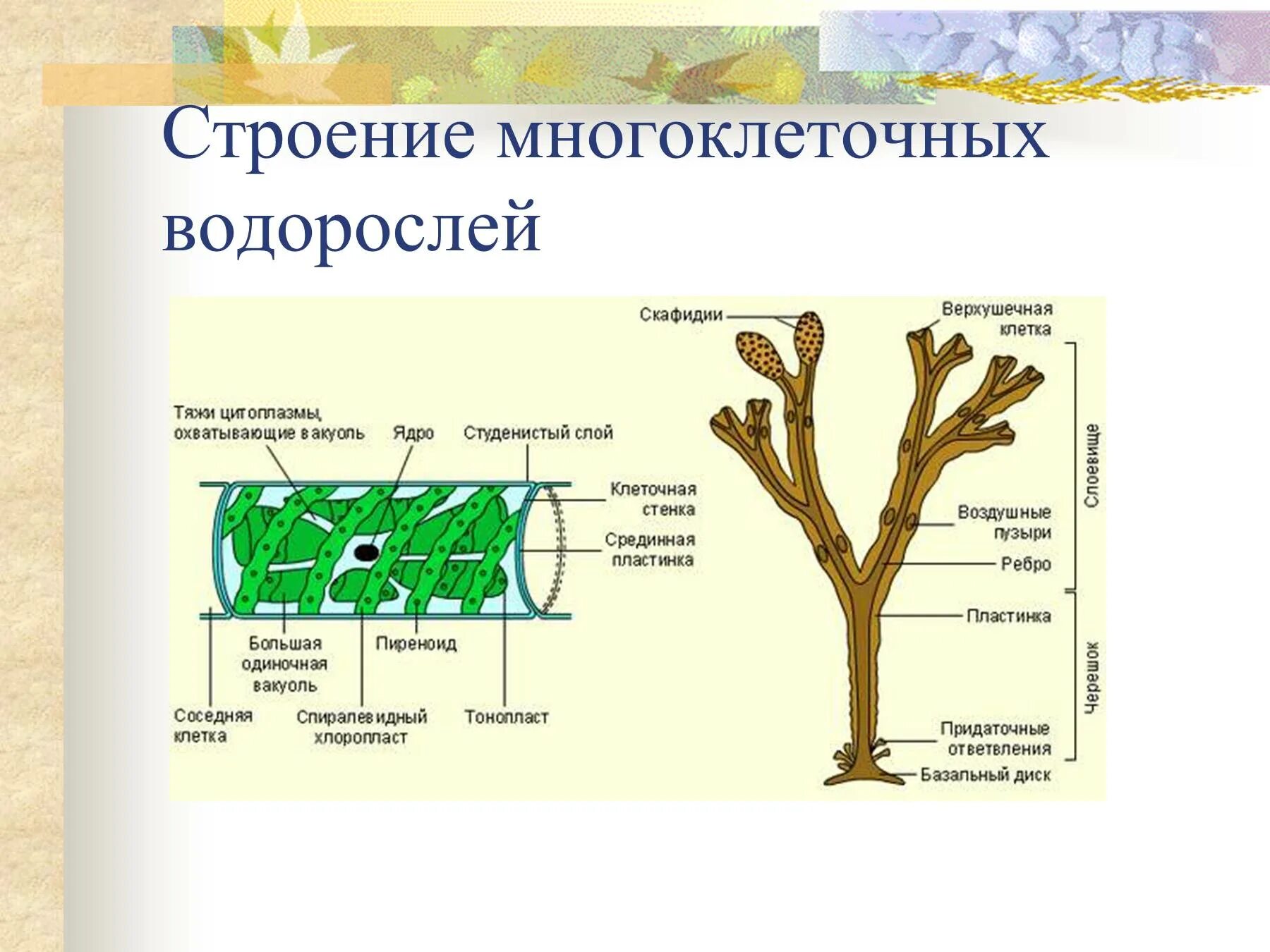 Строение многоклеточной ламинарии. Строение многоклеточных зеленых водорослей 5 класс. Фукус водоросль строение. Строение многоклеточных зеленых водорослей 6 класс. Многоклеточные водоросли состоят из большого числа