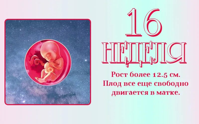 Размер малыша на 16 неделе беременности. Размер эмбриона 16 недель. Шестнадцати недель