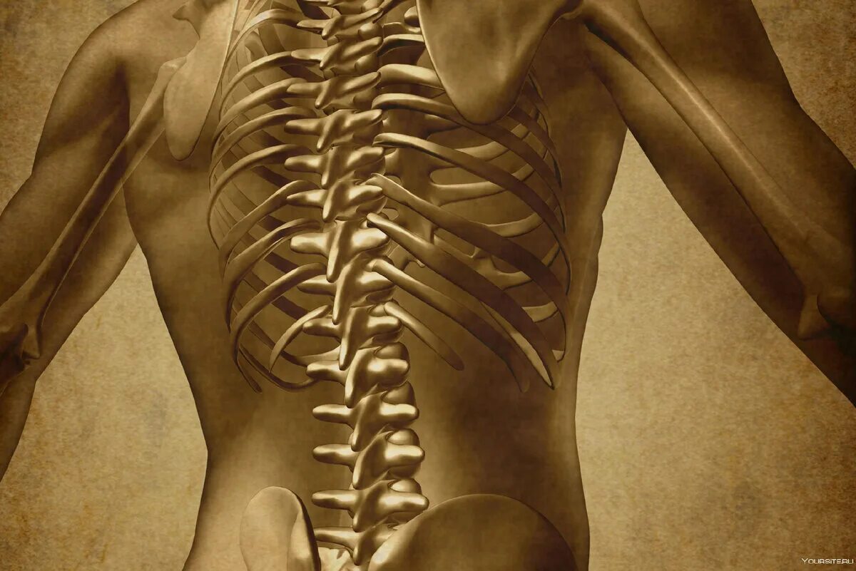 Грудной отдел позвоночника (12 позвонков) (vertebrae Thoracales). Красивый позвоночник. Скелет со спины. Поясница скелет.