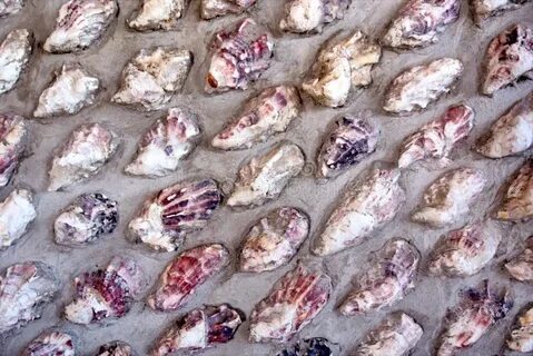 Розовая джоли устрица откуда