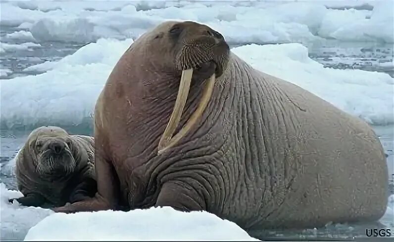 Моржи в тундре. Лаптевский морж. Антарктида морж. Морж Аляски. Северный полюс морж.