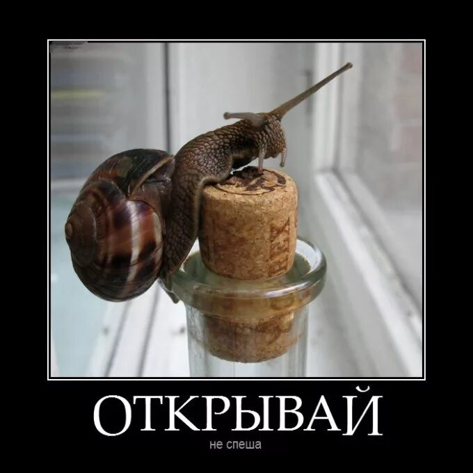 Не спеша прогуливаются