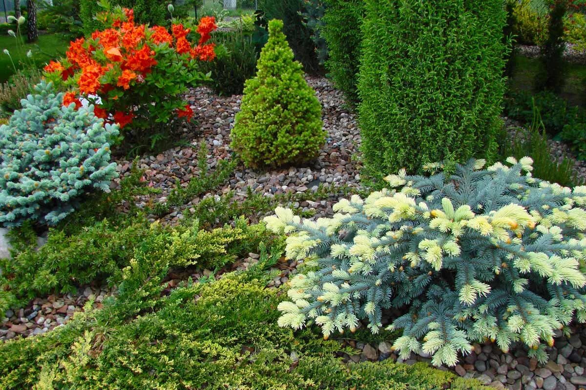 Карликовые хвойные. Ель glauca globosa. Ель колючая Белобок. Туя Глаука Глобоза. Ель колючая Bialobok.