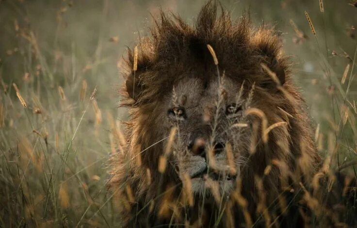 Download wallpaper 3840x2400 lion, predator, animal, stone, big cat, wild 4k ult