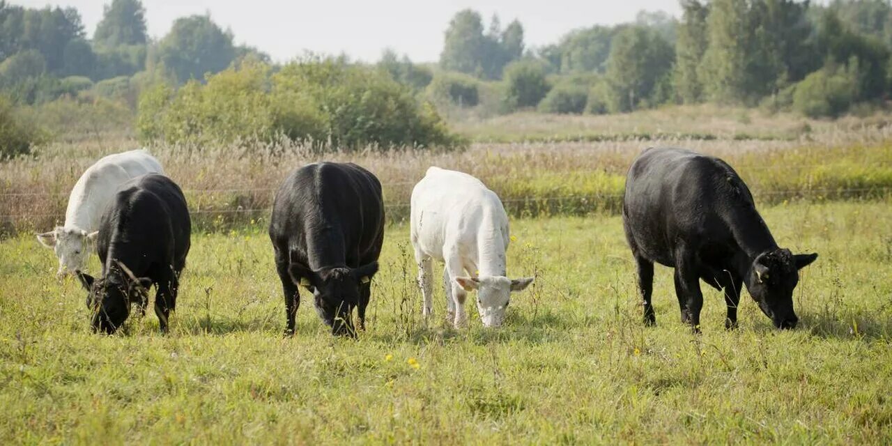селекционный центр по породе. животноводство в калининградской области. животноводство в калининградской области. апк калининградской области. племенное животноводство калининградской области.
