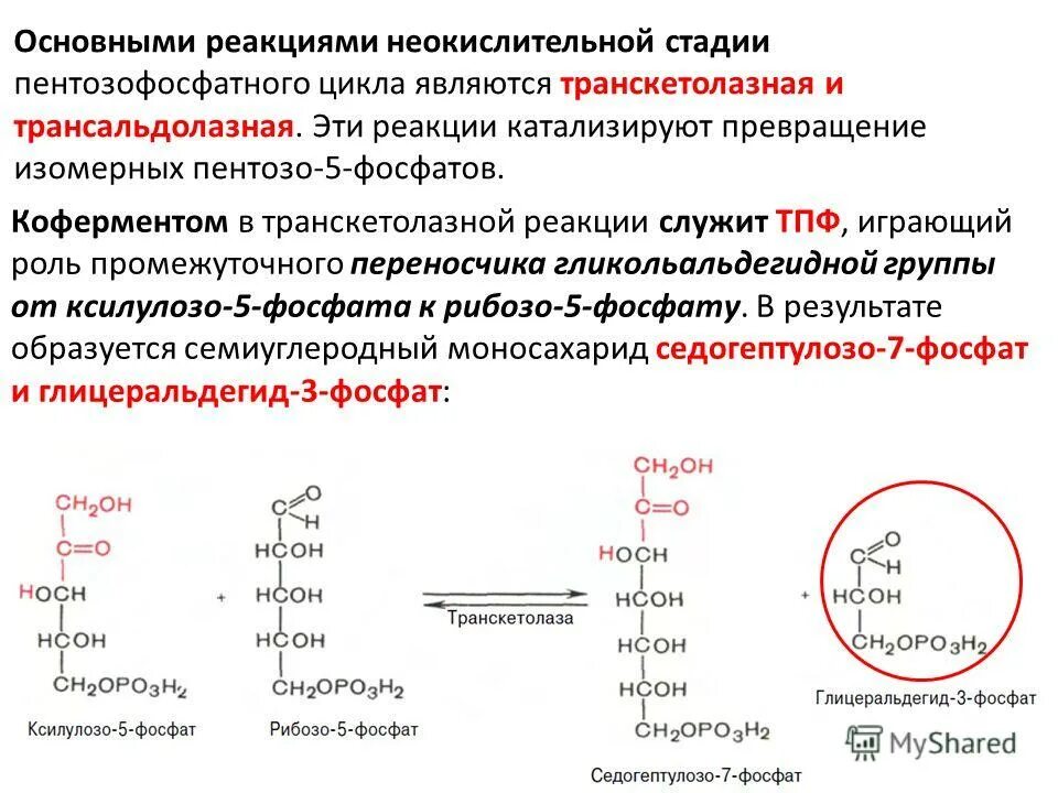 неокислительный этап пентозофосфатного пути