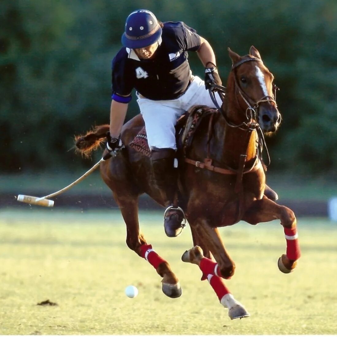 Sports horse. Конное поло. Polo Sport поло. Конное поло Англия. Поло для конного спорта.