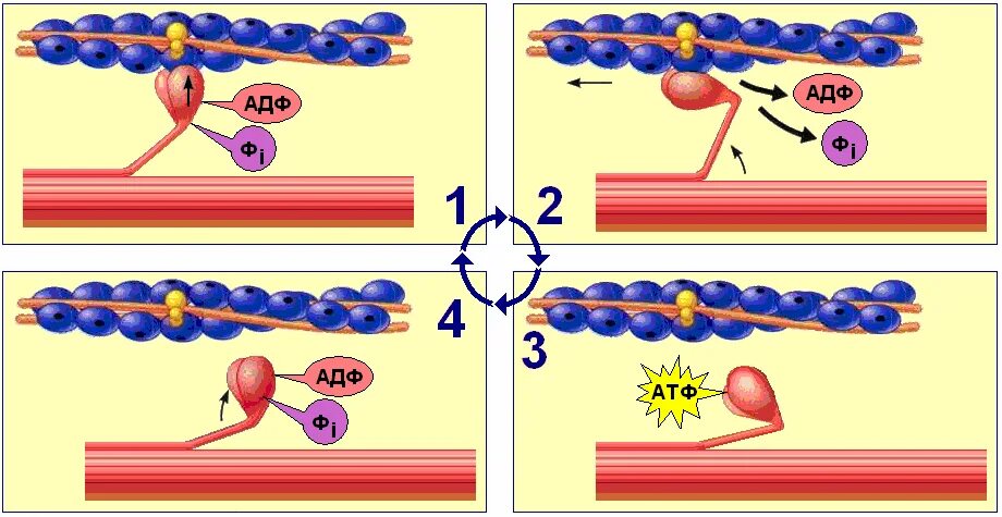 Актин миозин АТФ. Сокращение мышц актин и миозин. Актин миозиновые мостики. Строение мышцы актин и миозин. Нити актина