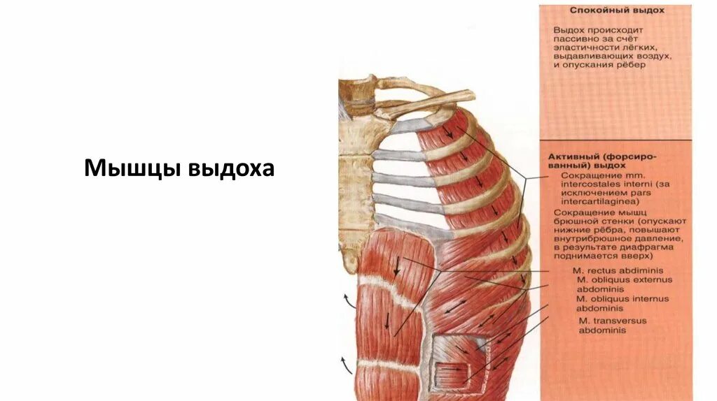 При выдохе межреберные мышцы ребра