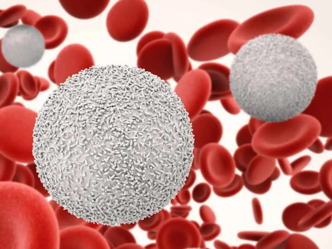 Кровяные тельца лейкоциты. Лейкоциты белые клетки крови. Лейкоциты это белые кровяные клетки. Лейкоциты в крови фото. Снижение лейкоцитоза
